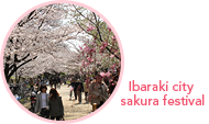 Ibaraki city sakura festival