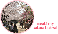 Ibaraki city sakura festival Ibaraki city sakura festival