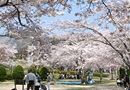 摂津峡公園の桜
