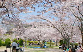 摂津峡公園の桜